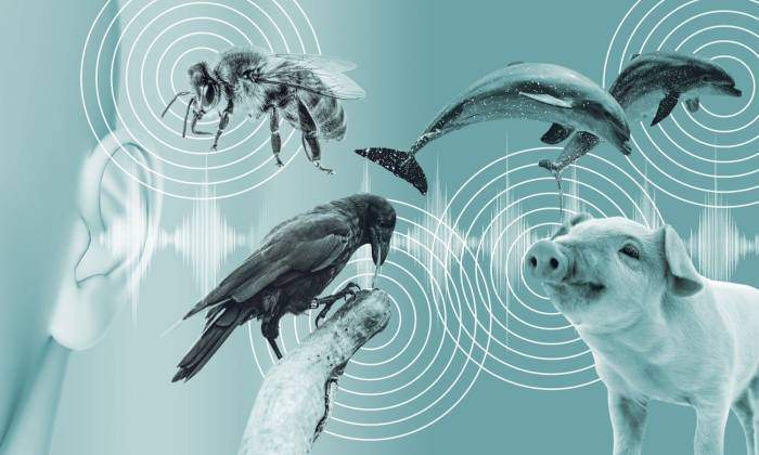 How Scientists Are Using AI to Talk to Animals | Scientific American Using ai to understand what animals are saying