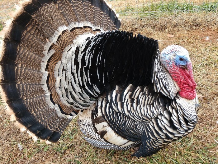 Dindon de Narragansett — Wikipédia Turkeys antitrust authority opens probe coca cola over possible competition