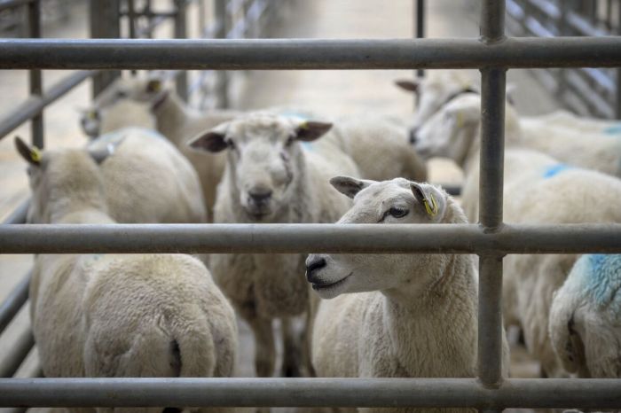 Hungary's foreign minister says Brussels has failed on Russia sanctions Foot and mouth disease contained hungary farm minister says