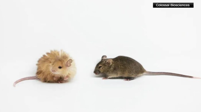 Scientists trying to bring back the woolly mammoth create a woolly ... Colossal biosciences woolly mouse bring back mammoth
