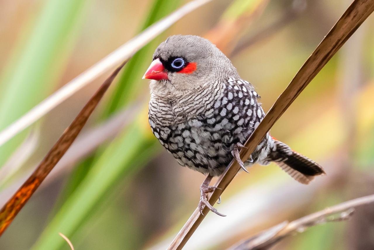 Australian Birds Avian flu steamrolls penny grabbing uncle sam