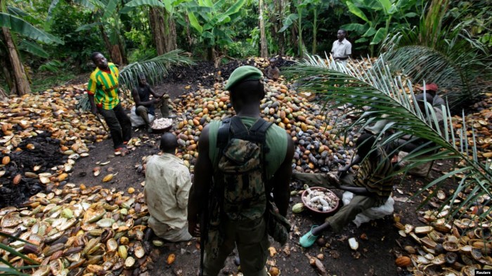 Unseasonable rains in Ivory Coast lift cocoa outlook, farmers say | Reuters Ivory coast farmers hope more rain sunshine boost cocoa crop growth
