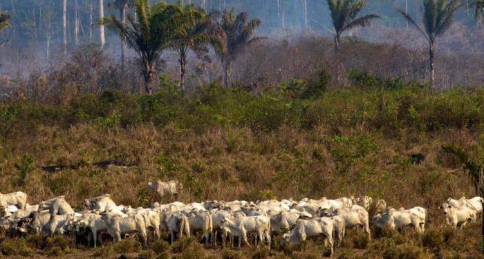 The Problem with Cattle Raising in the Brazilian Amazon - THRIVE Project Why brazils king cattle is embracing plan save amazon