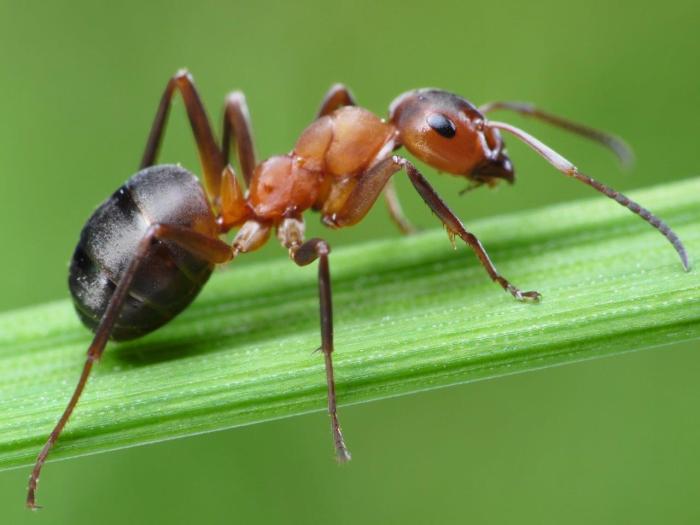 Ant Free Garden Remedy: Natural Home Remedies - Pantry Spa Ant unit plans apply stablecoin issuer license hong kong