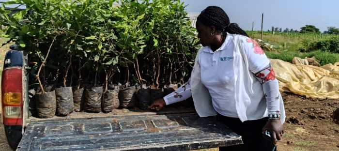 Macadamia Farming In South Africa - Farming South Africa South african macadamia farmers eye new markets after us tariff jolt