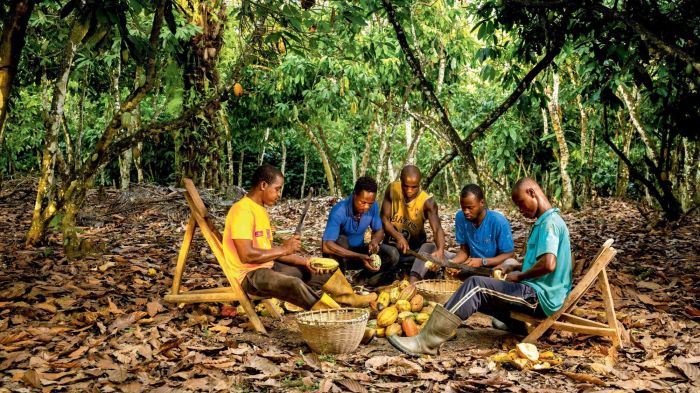 Ivory Coast cocoa crop issues place sector sustainability in a renewed ... Ivory coast farmers hope more rain sunshine boost cocoa crop growth