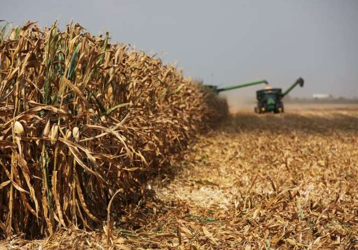 Crop watch corn improves soy health is lacking