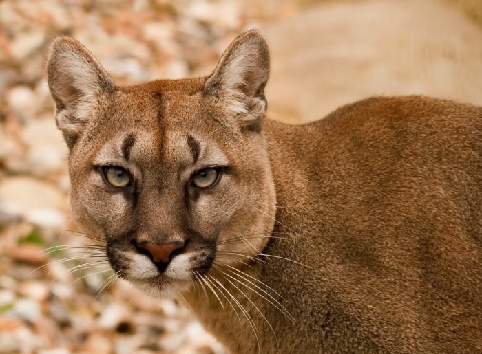 Mammals - Mammals - Animal Encyclopedia Panthers cruise game 3 win over oilers