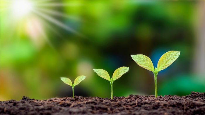 Seed germination is controlled by an internal thermometer - Earth.com Burgeoning baller league offers zany remix beautiful game