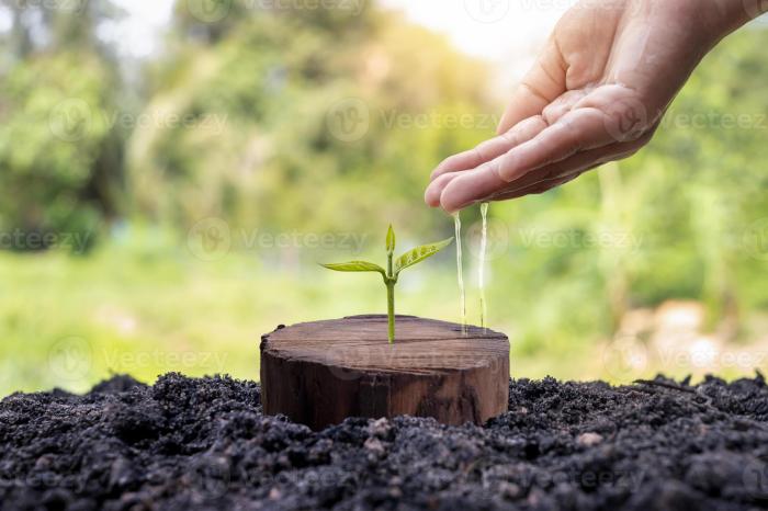 A tree growing from a cut stump and the hands of a farmer caring for ... Burgeoning baller league offers zany remix beautiful game