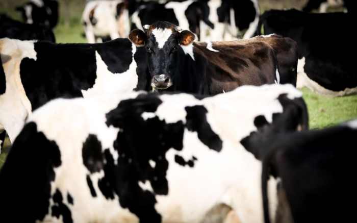 Foot-and-mouth disease spread worries Australian farmers, who want ... Foot and mouth disease contained hungary farm minister says