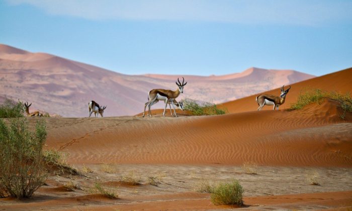 Namibia honours victims colonial genocide reparation calls grow