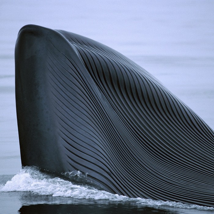 20 Biggest Fish Ever Caught - YouTube Largest princess diana auction features frocks hats bags