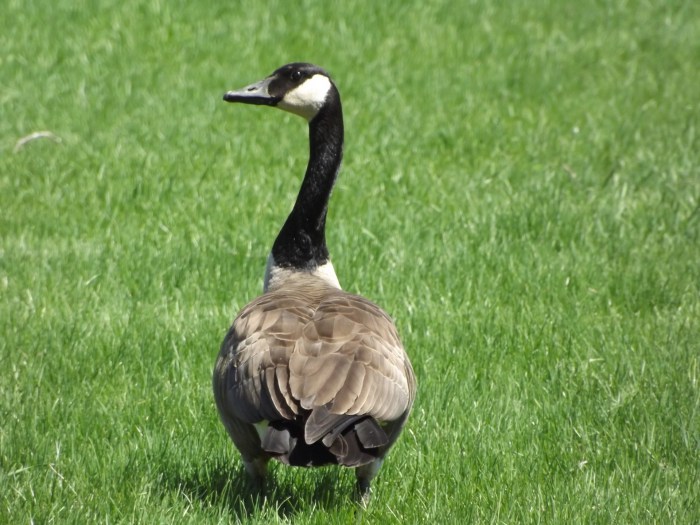 Canadian Goose Free Stock Photo - Public Domain Pictures Remains canadian hostage returned israel canadian pm carney says