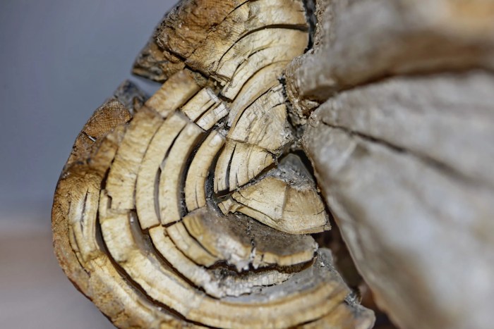 Woolly Mammoth | New Visions - Science Colossal biosciences woolly mouse bring back mammoth