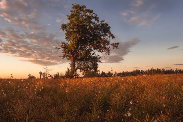A Lone Oak Tree in a Field in the Rays of the Rising Sun. Stock Image ... Oakmonts lone tree offers reprieve sun kissed us open fans