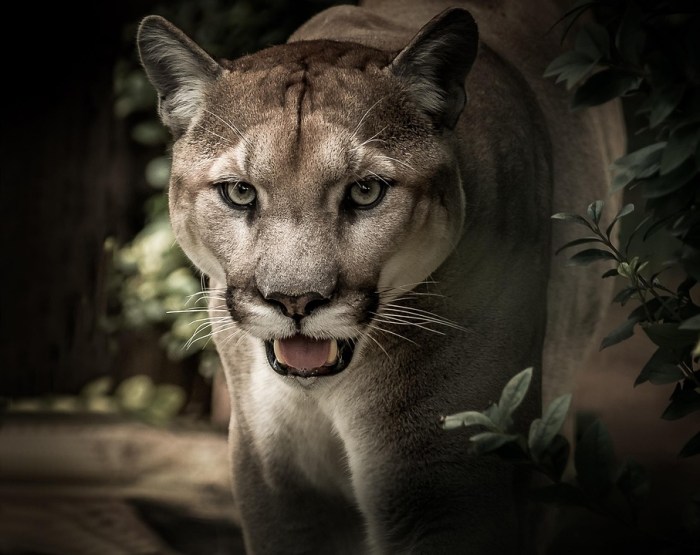 Puma Feline Predator · Free photo on Pixabay Walk off wild pitch sends giants past braves 10th