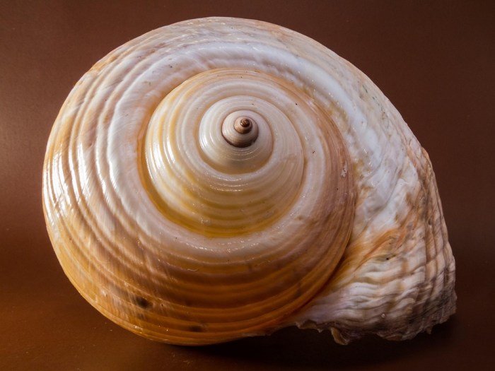 Free photo: Shell, Snail, Close - Free Image on Pixabay - 199714 Shell reports fire furnace unit shell pennsylvania petrochemicals complex