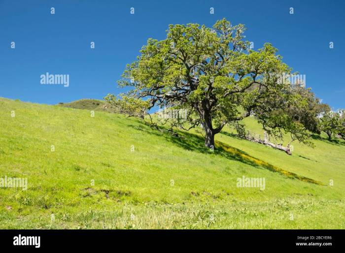 Lone oak tree on hill hi-res stock photography and images - Alamy Oakmonts lone tree offers reprieve sun kissed us open fans