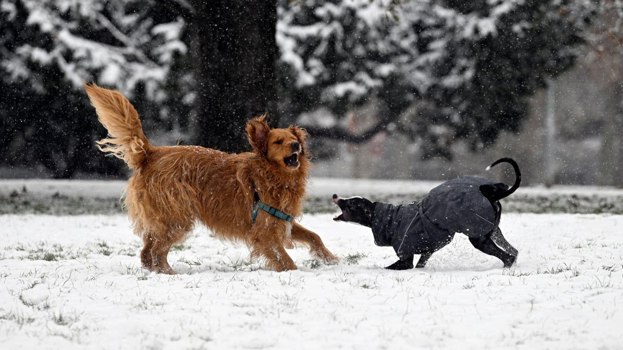 Rising Food Costs Push Nigeria’s Inflation Rate To 28.9% - Politics ... Nigerias dog owners hit with surging pet food prices amid cost living crisis