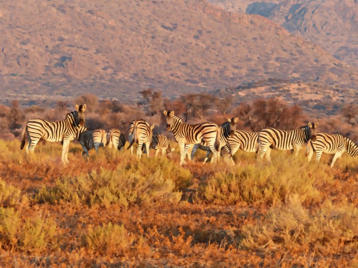 Wild Zebra Free Stock Photo - Public Domain Pictures Walk off wild pitch sends giants past braves 10th