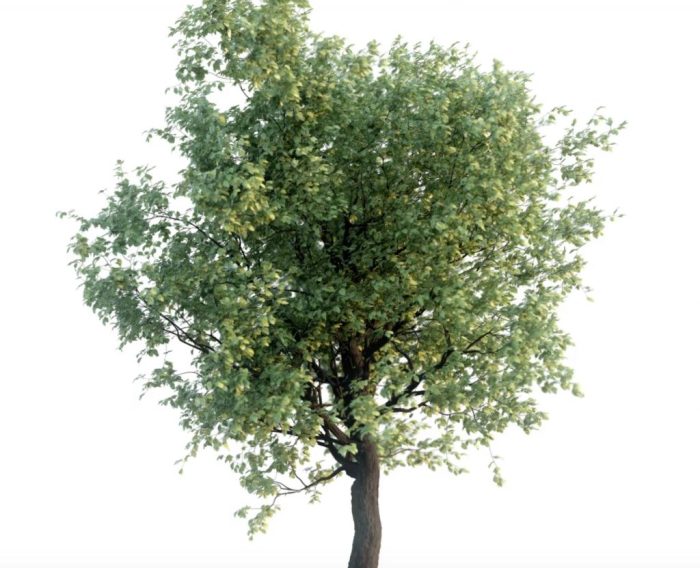 Projects - Forest Fund Gresham house raises 500 million its biggest ever forests fund